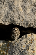 Little owl